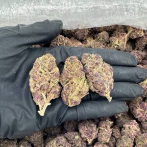Purple Tangie