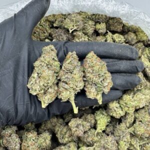 Purple Popz