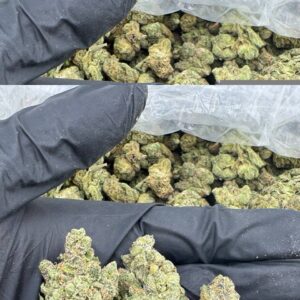 Tropical Haze