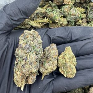 Exotic Cream