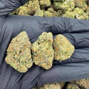 Gelato 41