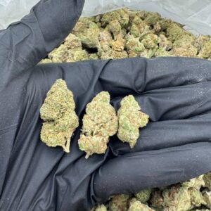 Jungle Mints